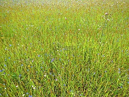 草地,花多,草