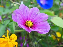 vetches,鲜花,紫