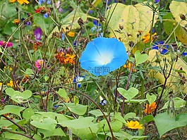 vetches,鲜花,蓝色