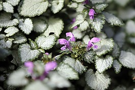 花,粉红色,植物