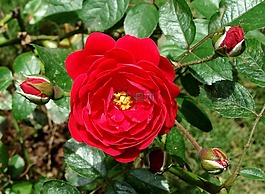 按鈕玫瑰,花,玫瑰