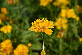 黃色的花,花園,性質(zhì)
