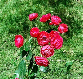 按鈕玫瑰,束,花