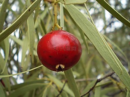 蘇皖,水果,紅色