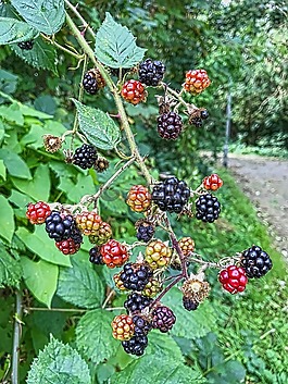 漿果,鮮花,玫瑰