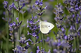 熏衣草,蝴蝶,開(kāi)花