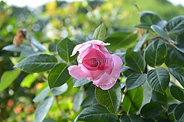 粉色,提供,事件