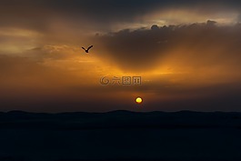 鳥,日落,太陽