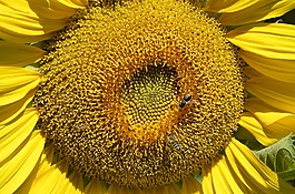 太陽花,關(guān)閉,夏季