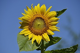 太阳花,花,太阳