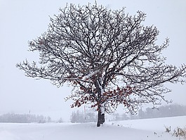 北海道,雪,冬天