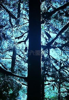 樹(shù),薄霧,扁平