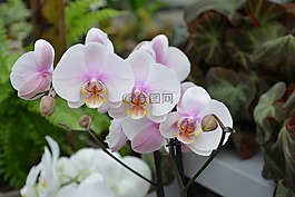 花,蘭花,白花