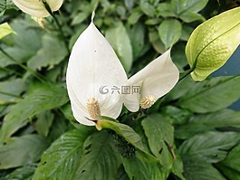 花,潔白的花朵,白色和綠色