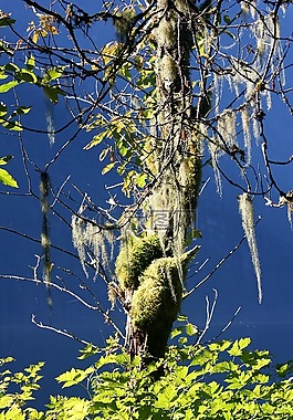 樹(shù),薄霧,扁平