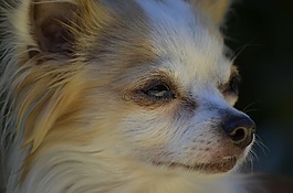 小狗,狗,奇瓦瓦州