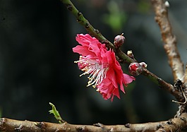 桃花,白云山,旅游