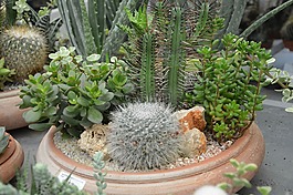 植物脂肪,仙人掌,锅