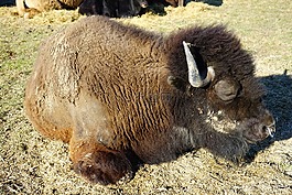 wisent,年轻的动物,欧洲野牛