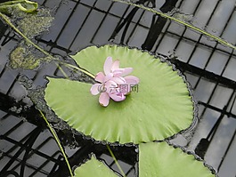 睡莲,浮花,粉红色