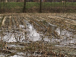 麥田,淹沒,水下