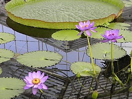 睡蓮,粉紅色,蓮花