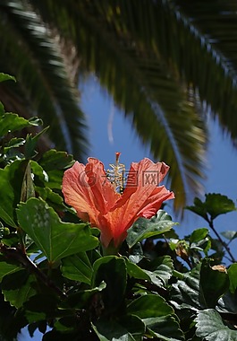 芙蓉,花,開花