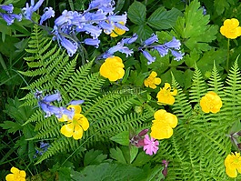 春,花的,黃色