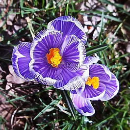 花,紫,開(kāi)花