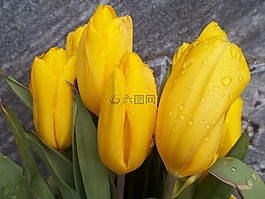 郁金香,黃色,鮮花