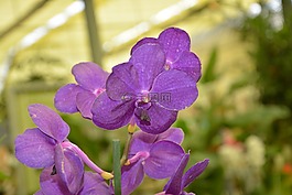 兰花,紫色小花,装饰