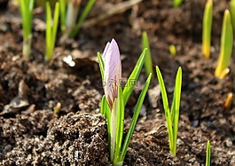 krokus,早春,春暖花开