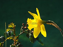 花,黃色,性質(zhì)