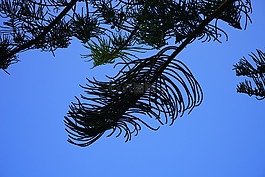 科,树,针