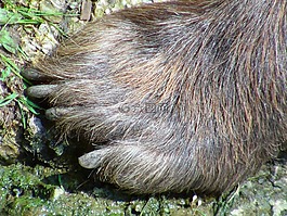 bärentaze,马熊,脚