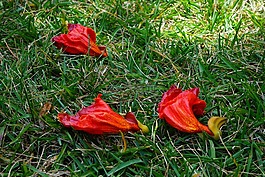 鮮花,紅色,非洲 tulpenbaum