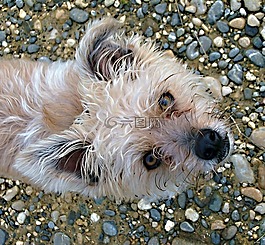 狗,動物,小