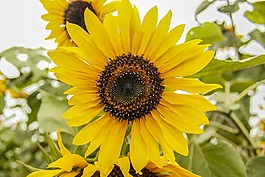 太陽(yáng)花,農(nóng)業(yè),農(nóng)村