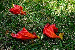 鮮花,紅色,非洲 tulpenbaum