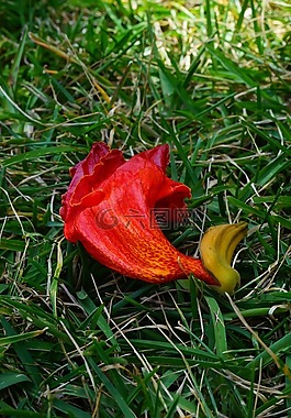 鮮花,紅色,非洲 tulpenbaum