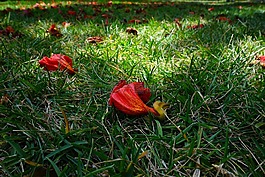 鮮花,紅色,非洲 tulpenbaum