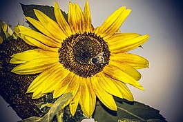 太陽(yáng)花,開(kāi)花,關(guān)閉