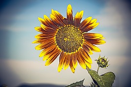 太陽花,開花,關(guān)閉