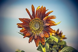 太陽花,開花,關(guān)閉