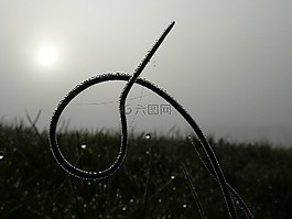 韭菜,廠,草地