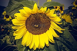 太陽(yáng)花,開花,關(guān)閉