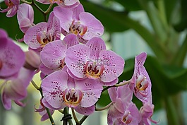 花,蘭花,粉色