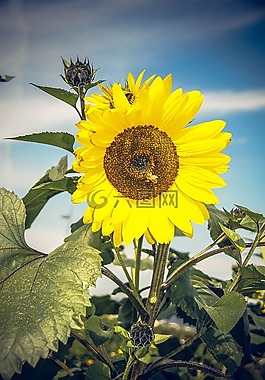 太陽花,開花,關(guān)閉
