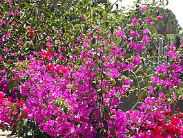 叶子花,花园,地中海