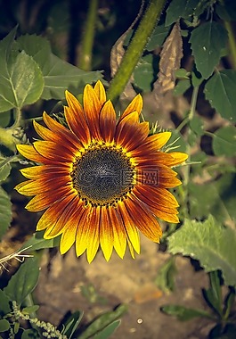 太陽花,開花,關閉